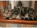 Adopt Maxine a Spotted Tabby/Leopard Spotted Domestic Shorthair / Mixed cat in