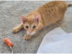 Adopt Splash a All Black Domestic Shorthair / Mixed cat in Louisa, VA (33703526)