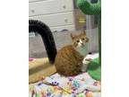 Adopt Schmidt (21-347 C) a Orange or Red (Mostly) Domestic Shorthair / Mixed cat