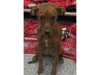 Adopt Tillie (East Campus ON HOLD) a Brown/Chocolate Terrier (Unknown Type