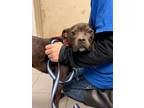 Adopt Reba a Brown/Chocolate American Staffordshire Terrier / Mixed dog in
