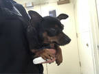 Adopt a Black Miniature Pinscher / Mixed dog in West Palm Beach, FL (33703419)