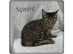 Adopt Squirt a Gray, Blue or Silver Tabby Domestic Shorthair (short coat) cat in