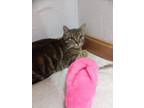 Adopt Liam 1 yr a Brown Tabby Domestic Shorthair / Mixed (short coat) cat in