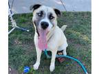 Adopt *LELIANA a Tan/Yellow/Fawn Anatolian Shepherd / Mixed dog in San Jose