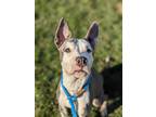 Adopt SCARLETT a White - with Gray or Silver American Pit Bull Terrier / Mixed