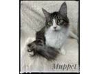 Adopt Muppet a White (Mostly) Domestic Longhair (long coat) cat in Enka