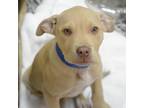 Adopt Ravioli a Tan/Yellow/Fawn Mixed Breed (Medium) / Mixed dog in Alpharetta