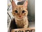 Adopt Juice a Orange or Red Domestic Shorthair / Domestic Shorthair / Mixed cat