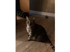 Adopt Chuck a Brown Tabby Domestic Mediumhair / Mixed (short coat) cat in