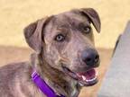 Adopt Dakota a Brindle Mixed Breed (Medium) / Mixed dog in Georgetown