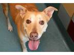 Adopt Luisa a Tan/Yellow/Fawn Labrador Retriever / American Pit Bull Terrier /