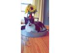 Adopt Willow a Calico or Dilute Calico Calico / Mixed (short coat) cat in