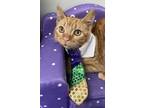 Adopt Arrow a Orange or Red Domestic Shorthair / Domestic Shorthair / Mixed cat