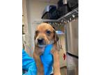 Adopt T-Bone (East Campus) a Brown/Chocolate Beagle / Mixed dog in Louisville
