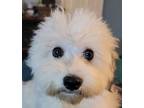 Adopt Freeride Rino IN FOSTER a White Havanese / Mixed dog in Mishawaka