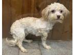 Adopt Freeride Dean a Tricolor (Tan/Brown & Black & White) Havanese / Mixed dog