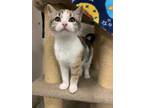 Adopt Thelma a Brown or Chocolate Domestic Shorthair / Domestic Shorthair /