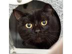 Adopt Marty (working cat) a All Black Domestic Shorthair / Domestic Shorthair /