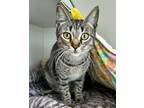 Adopt Trinidad (bonded w/Tobago) a Brown Tabby Domestic Shorthair / Mixed cat in
