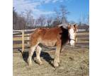 Adopt JEFF a Palomino Belgian / Mixed horse in Methuen, MA (33697715)