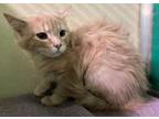 Adopt BUTTERCUP a Cream or Ivory Domestic Mediumhair / Mixed (medium coat) cat