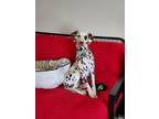 Adopt Mia a White - with Brown or Chocolate Dalmatian / Mixed dog in Brownsburg