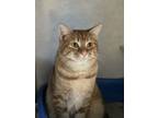 Adopt Tabasco a Orange or Red Tabby Domestic Shorthair cat in Papillion