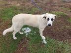 Adopt Elsa a Tan/Yellow/Fawn Anatolian Shepherd / Mixed dog in Pickens