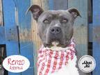 Adopt RENZO a Gray/Blue/Silver/Salt & Pepper American Pit Bull Terrier / Mixed