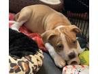 Adopt Hans Solo a Pit Bull Terrier / Mixed dog in Buffalo, NY (33702074)