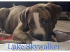 Adopt Luke Skywalker a Pit Bull Terrier / Mixed dog in Buffalo, NY (33702072)