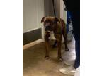 Adopt 16931 a Brindle American Staffordshire Terrier dog in Chatsworth