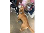 Adopt 16929 Rosie a Basset Hound / Corgi dog in Chatsworth, GA (33702967)
