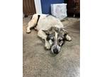 Adopt 16920 Bruce a Husky / German Shepherd Dog dog in Chatsworth, GA (33702966)