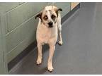 Adopt NIRVANA a White - with Brown or Chocolate Australian Cattle Dog / Mixed