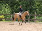 Adopt BLAIR a Buckskin Quarterhorse / Mixed horse in Union, MO (27514012)
