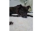 Adopt Zelda a Brown/Chocolate American Pit Bull Terrier dog in Wharton