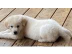Adopt Miracle a Great Pyrenees / Mixed dog in Dalton, GA (33702940)