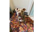 Adopt Gracie a Tan/Yellow/Fawn American Pit Bull Terrier dog in Roseville