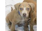Adopt Penne a Tan/Yellow/Fawn Mixed Breed (Medium) / Mixed dog in Alpharetta