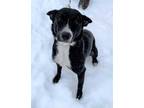 Adopt Pepper 30617-d a Black Border Collie / Mixed dog in Ithaca, NY (33702841)