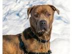 Adopt HANS a Tan/Yellow/Fawn American Pit Bull Terrier / Mixed dog in West