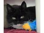 Adopt Chicklet a All Black Domestic Shorthair / Domestic Shorthair / Mixed cat