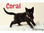 Adopt Coral a All Black Domestic Shorthair / Domestic Shorthair / Mixed cat in