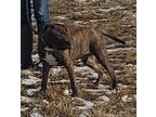 Adopt Wilbur a Brindle Pit Bull Terrier / Mixed dog in Cameron, MO (33702681)