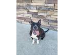Adopt Sadie a Black - with White American Pit Bull Terrier / Mixed dog in