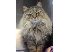 Adopt Penny a Brown or Chocolate Maine Coon / Domestic Shorthair / Mixed cat in