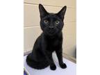 Adopt Stewart a All Black Domestic Shorthair / Domestic Shorthair / Mixed cat in