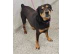 Adopt Roscoe a Black Rottweiler / Mixed dog in Kansas City, MO (33702760)